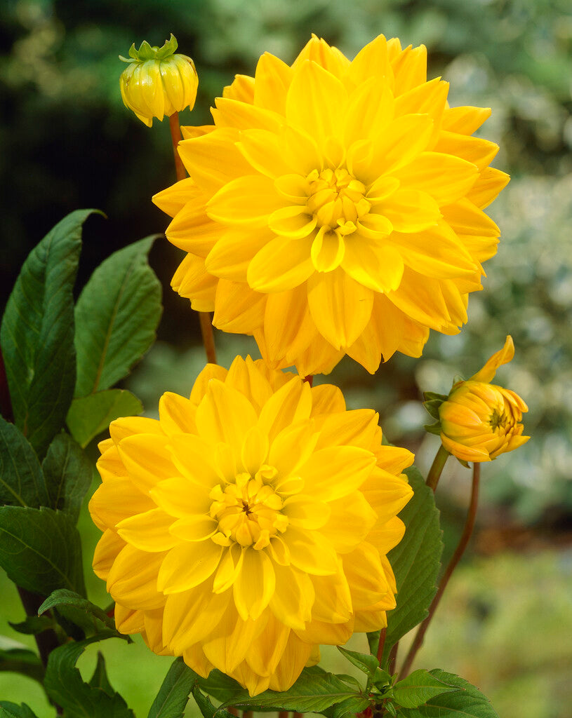 Dahlia Dekorativ Golden Emblem 1-pack